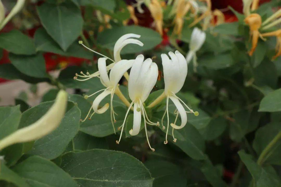 常喝金银花的三大好处