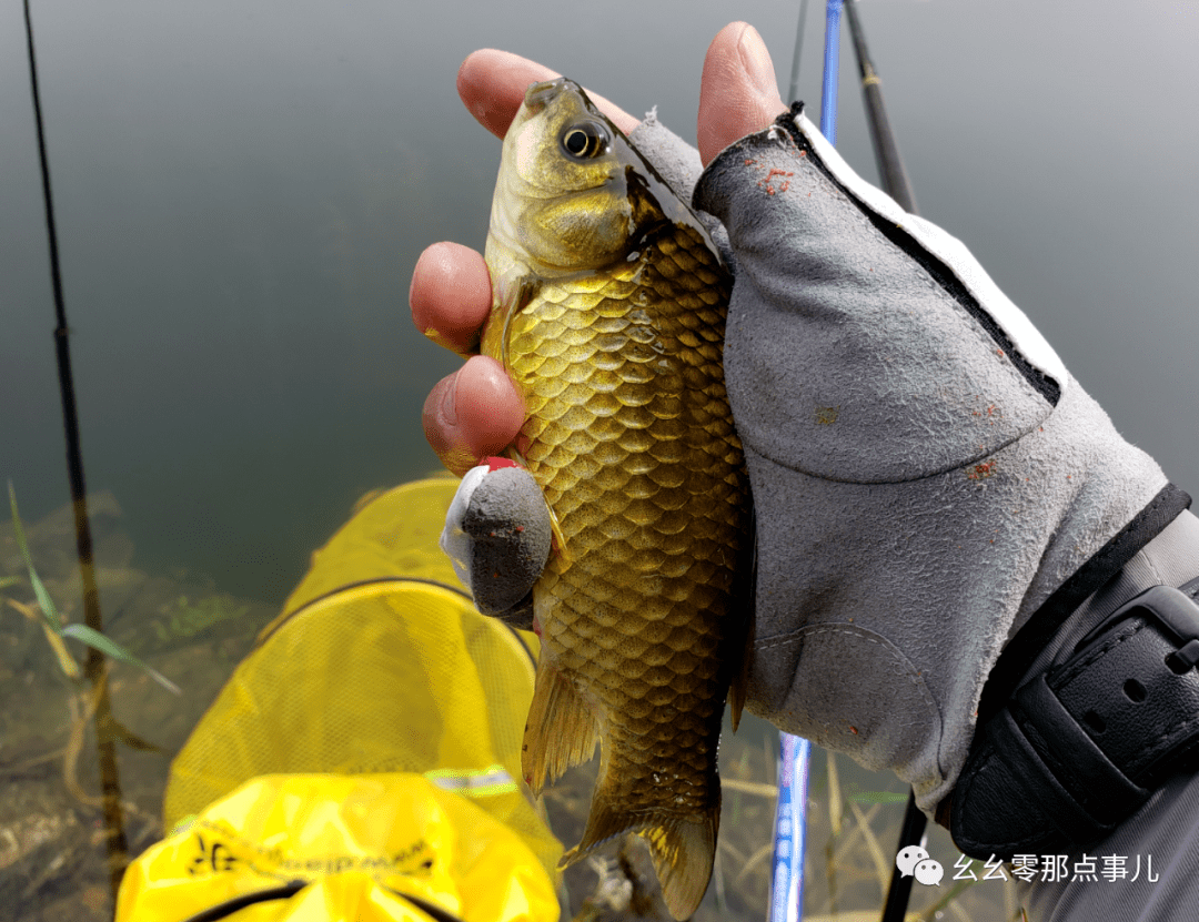 北京山中野钓爆护全是大板鲫入夏后想过瘾饵料和天气缺一不可
