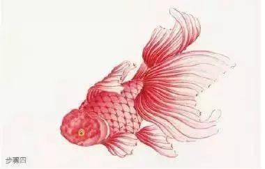 工笔画金鱼详细教程