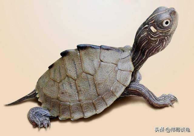 一日一龟地图龟