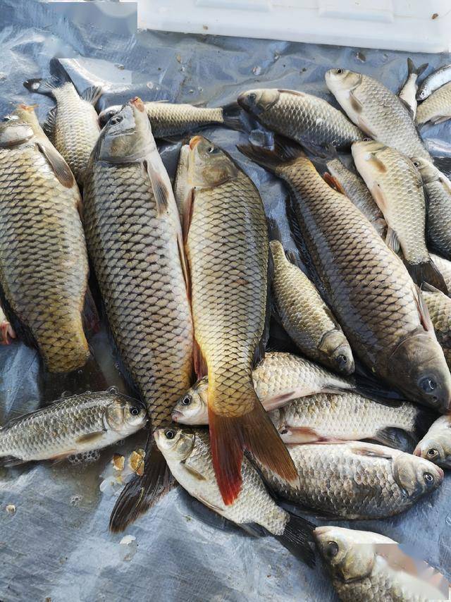 爷俩钓大鱼之跋山水库擒大鲤