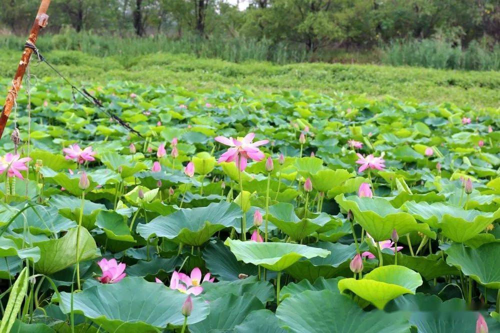 單縣荷園公園——驚豔了盛夏!_荷葉