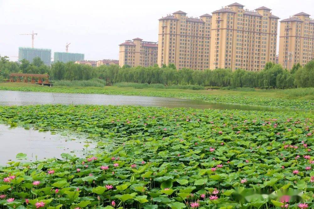 单县荷园公园惊艳了盛夏