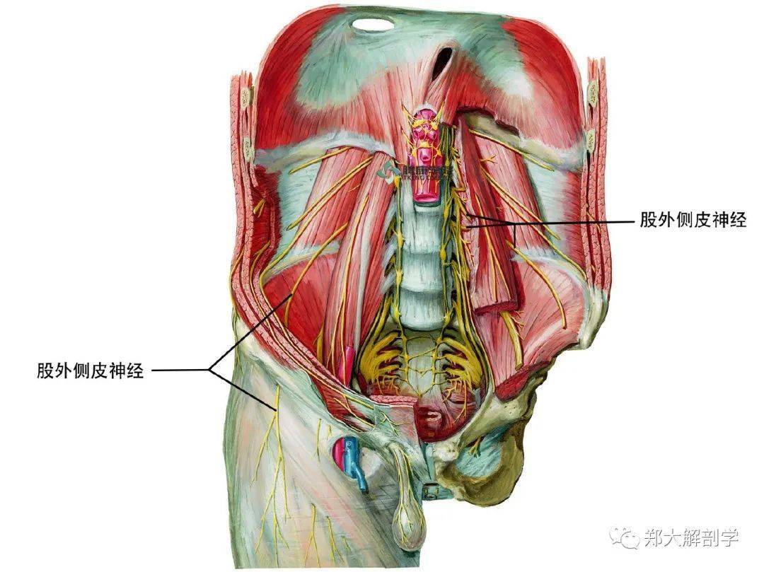 股外侧皮神经通常在腹股沟韧带下方,髂前上棘内侧2cm处经过