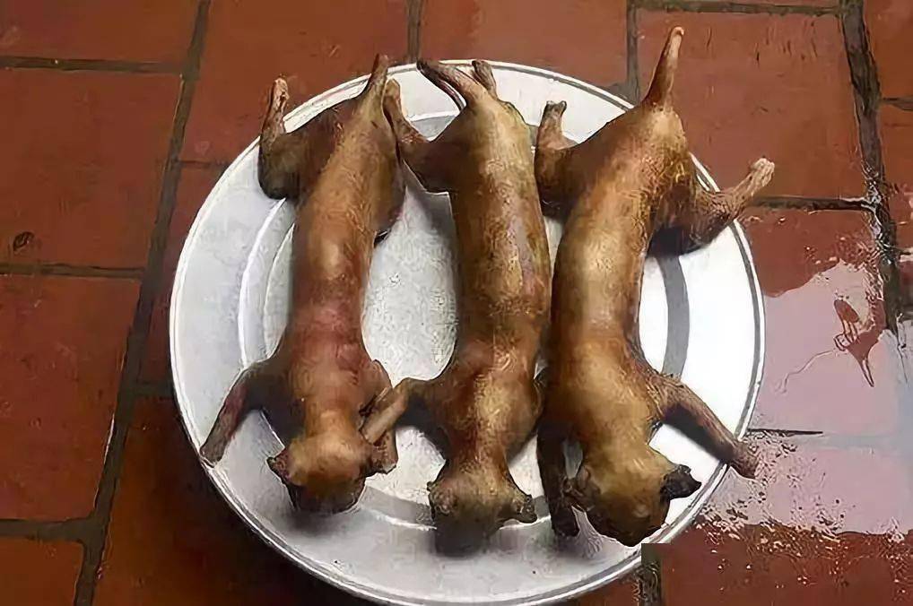 中国人什么都敢吃可为啥没有吃猫肉的习惯