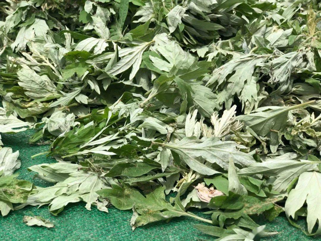 晒艾叶从2018年至今,海艾育苗基地种植有12亩艾草,今年下半年可分苗