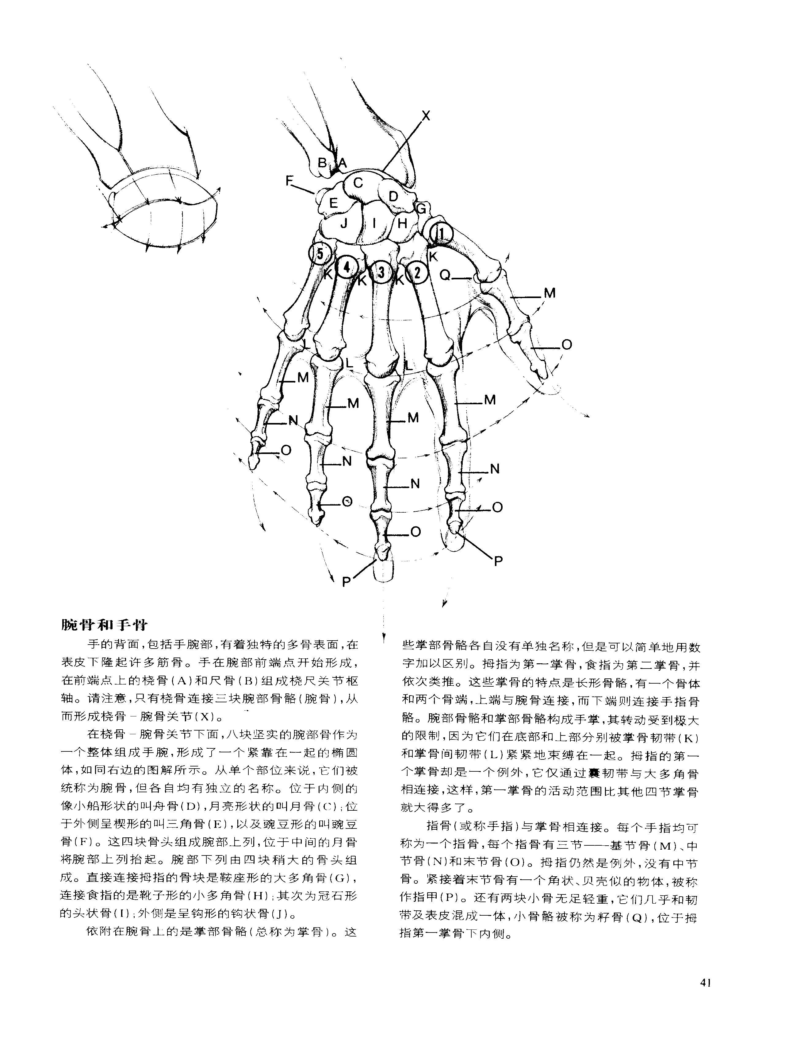 动态素描·手部结构 解剖与结构 伯恩霍加思-搜狐大视野-搜狐新闻