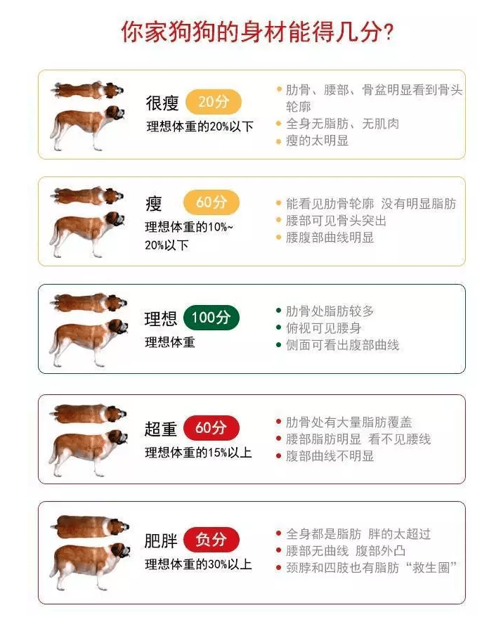 狗子太胖被卡公园长椅,主人:真"丢狗"!