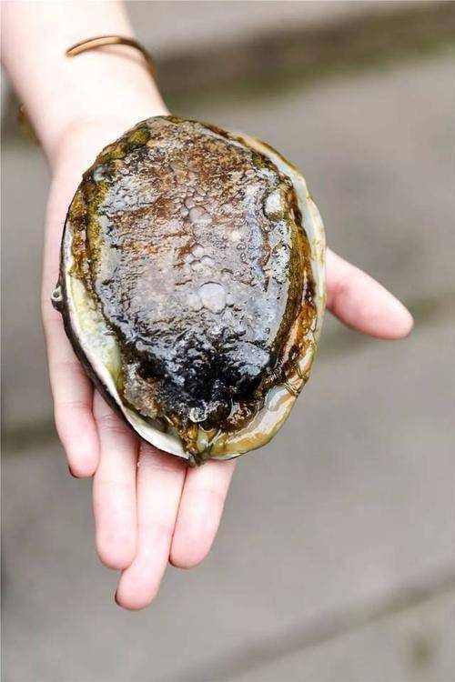 山珍海味之鲍鱼无论商贩怎么叫卖为何大妈依旧爱理不理