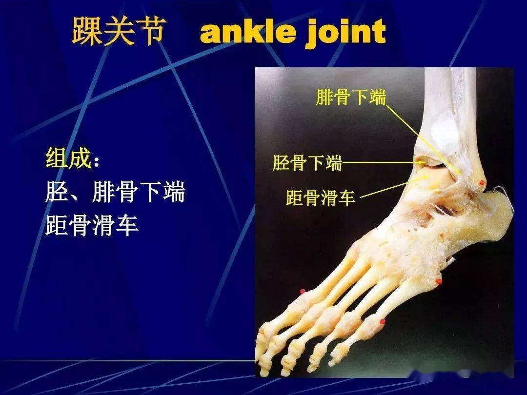 人體關節應用解剖學