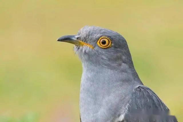 大杜鹃为杜鹃科杜鹃属的鸟类,古名鸤鸠,别名郭公,布谷,鸠.