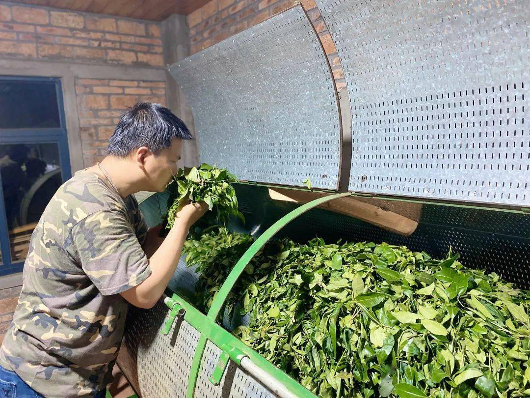 纯干货如何判断武夷岩茶做青已到位可以进行炒青了