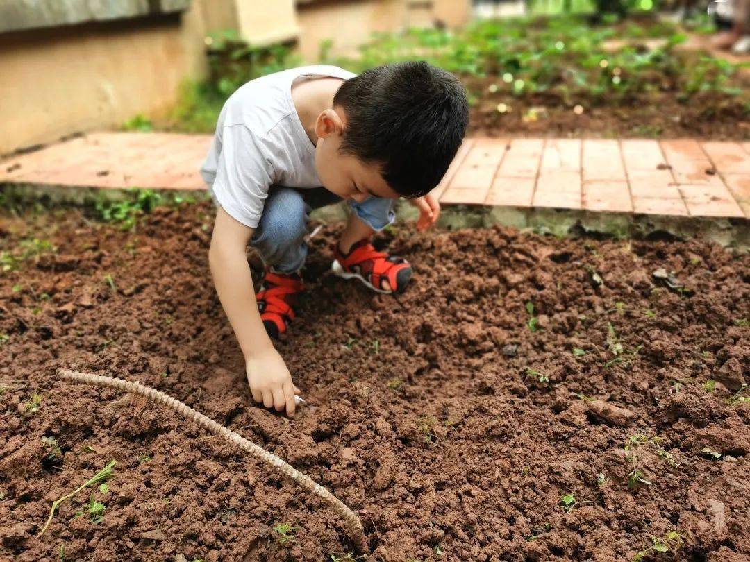 上朗中昂锦绣幼儿园户外种植活动播种绿色呵护成长