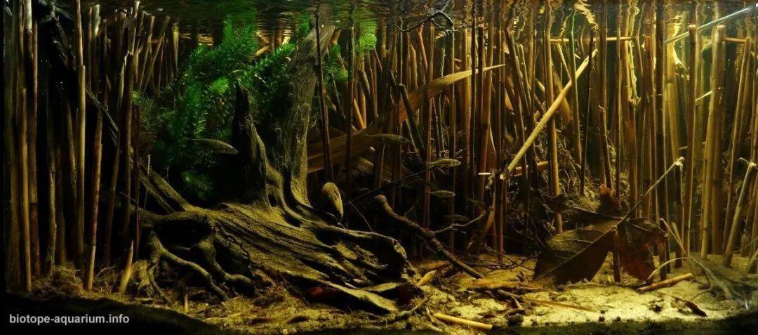 红树林探秘及原生态主题造景李男专栏