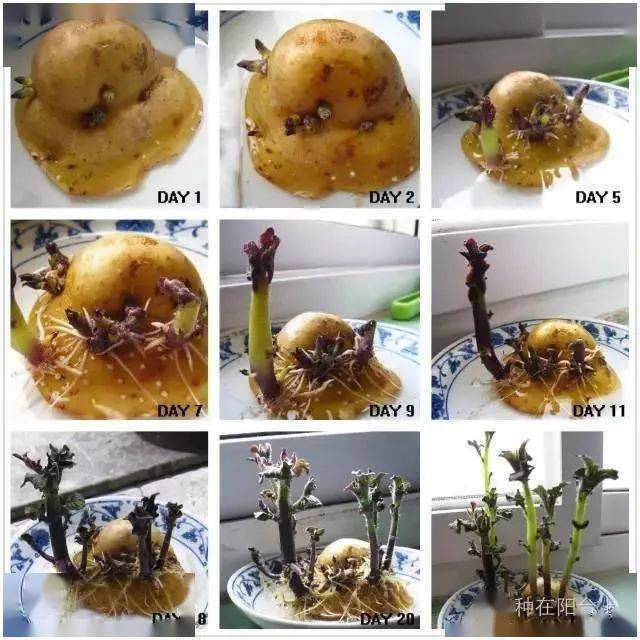 选一块骨骼清奇,根骨极佳的发芽土豆,直接塞在您认为逼格闪闪的各种