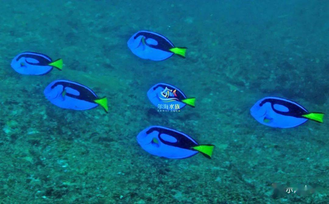 有人留言想看野生蓝吊视频马上安排