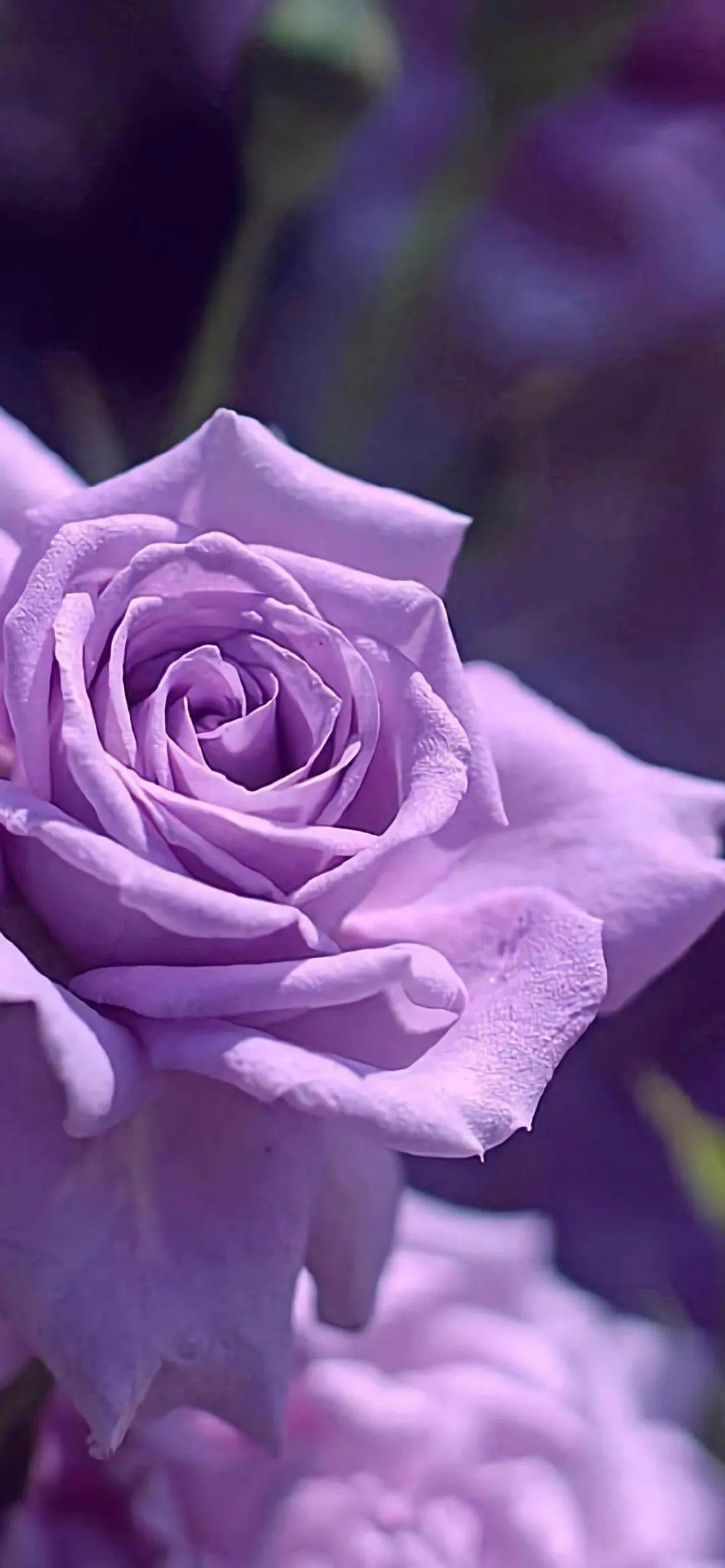 紫色的手机壁纸玫瑰图片