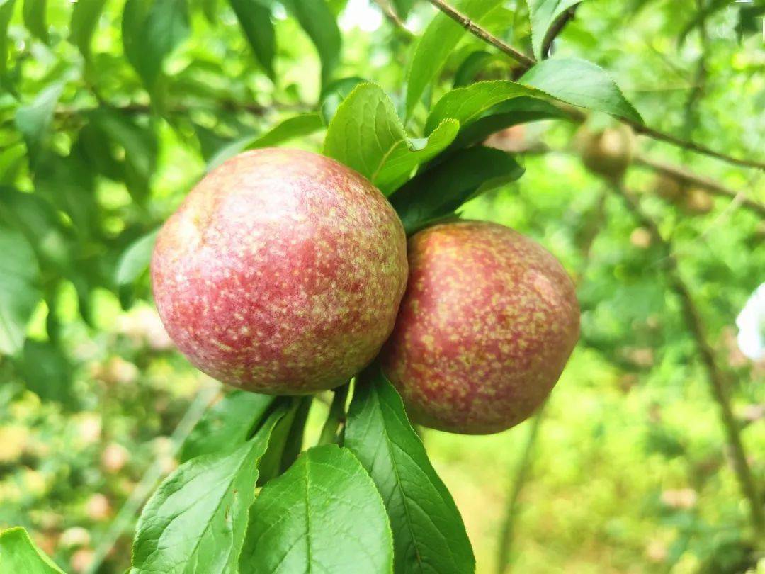 口感爽脆多汁,且甜中带酸拨开枝叶,摘下一颗成熟的三华李品尝走进果园