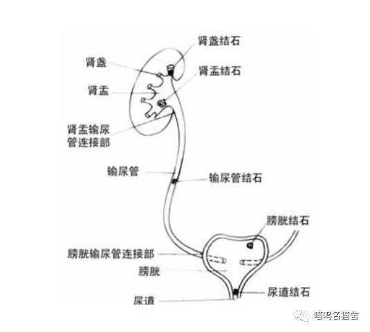 尿道解剖 结构图图片