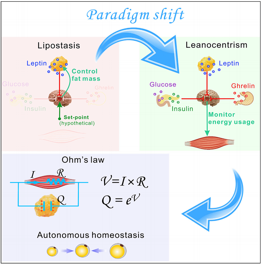 该论文指出lipostasis理论的本质问题,并建立了全新的瘦体中心论