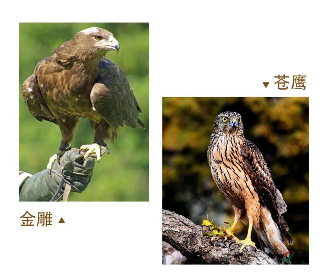 新书导读 | 与广袤大自然的一次美妙邂逅_海东