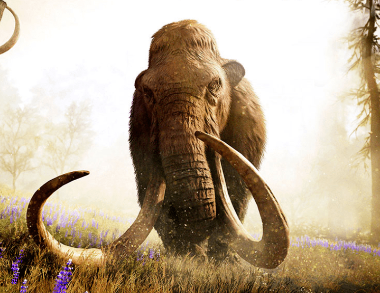 它是生活在冰河时期的 长毛象的牙,也算是化石啦!