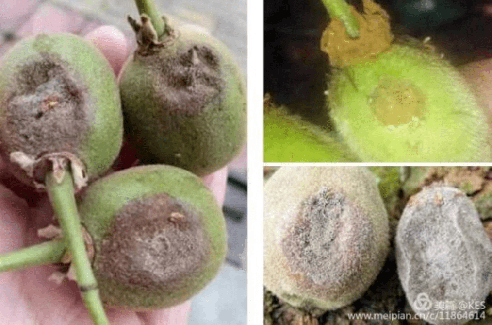 猕猴桃灰霉病怎样防控使用哪些药剂专家来支招