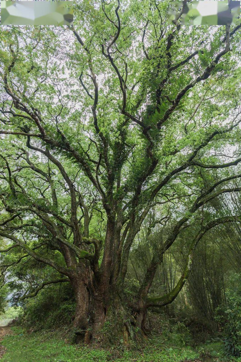 江西樟树林图片