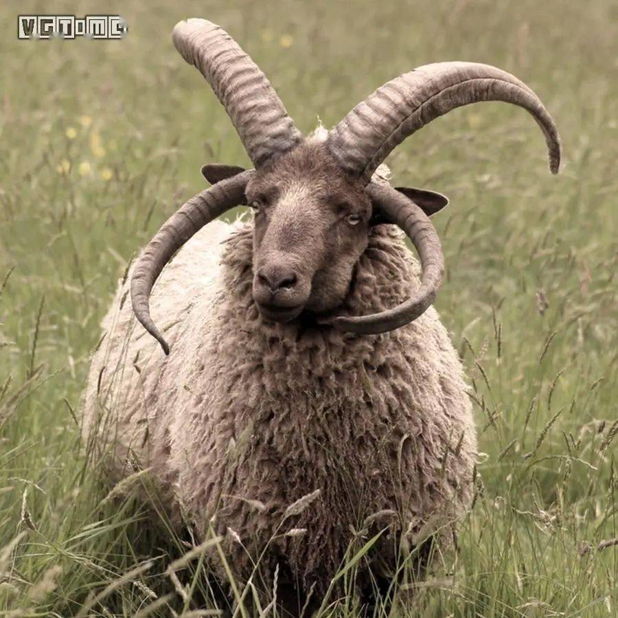 无尾猫四角羊幽灵猎犬,《剑/盾》"铠岛"宝可梦大猜想