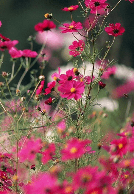 【如兰分享】花卉摄影选登:大花波斯菊