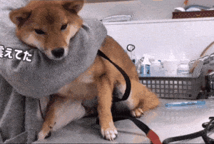 黄柴正在打针黑柴却担心得快要哭了患难见真情啊