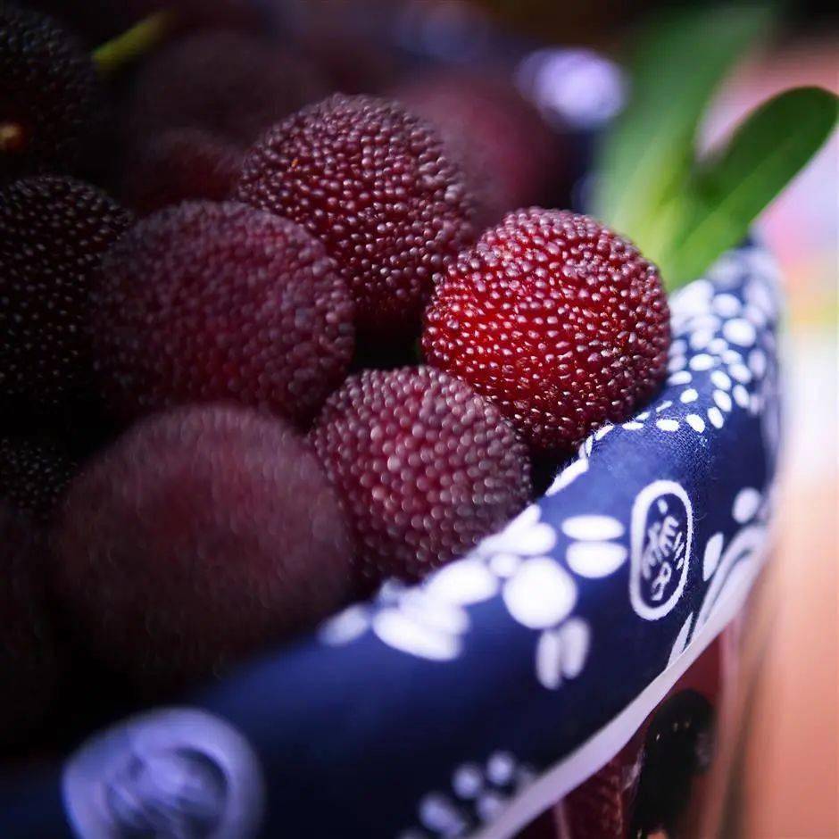 waxberry-growing county enjoys sweet taste of success