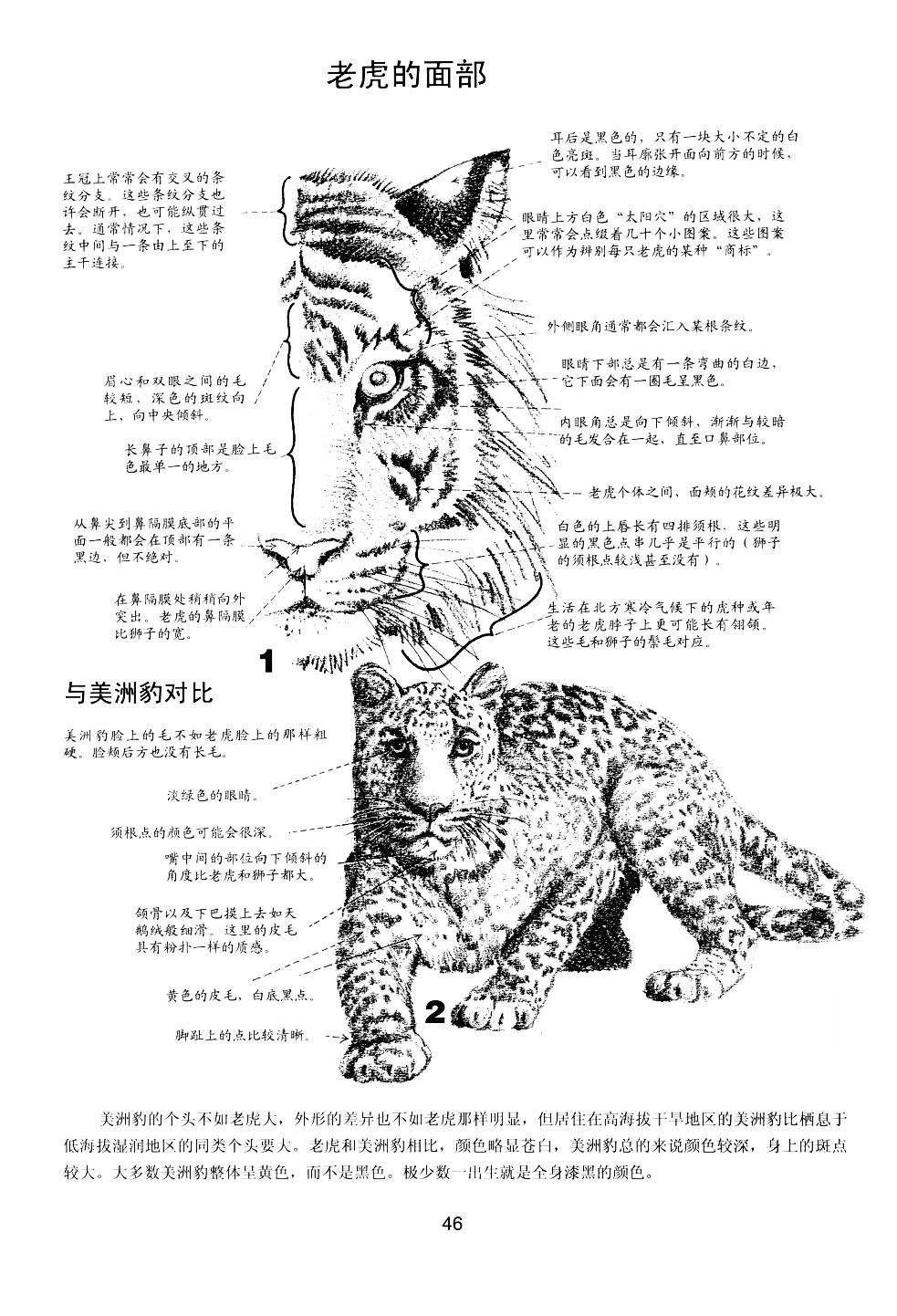 世界绘画经典教程：动物素描-搜狐大视野-搜狐新闻