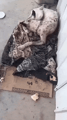 所有人都说它是疯狗,女孩儿却毅然将它带回了家,几个月后