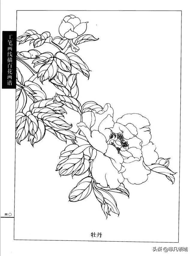 工笔画线描百花画谱夏季篇