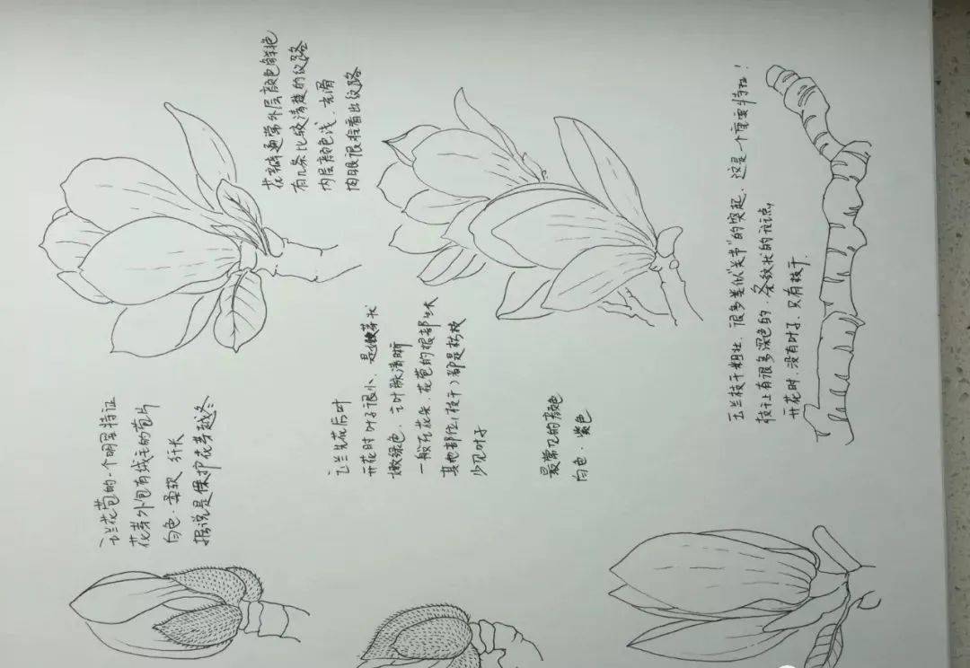 彩铅花卉系列教程玉兰花