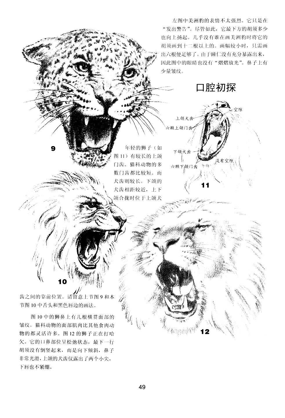 世界绘画经典教程：动物素描-搜狐大视野-搜狐新闻