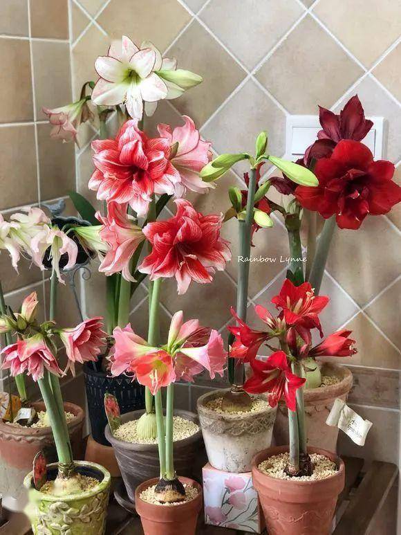 朱顶红夏天怎么养?简单4点,养好其实很容易