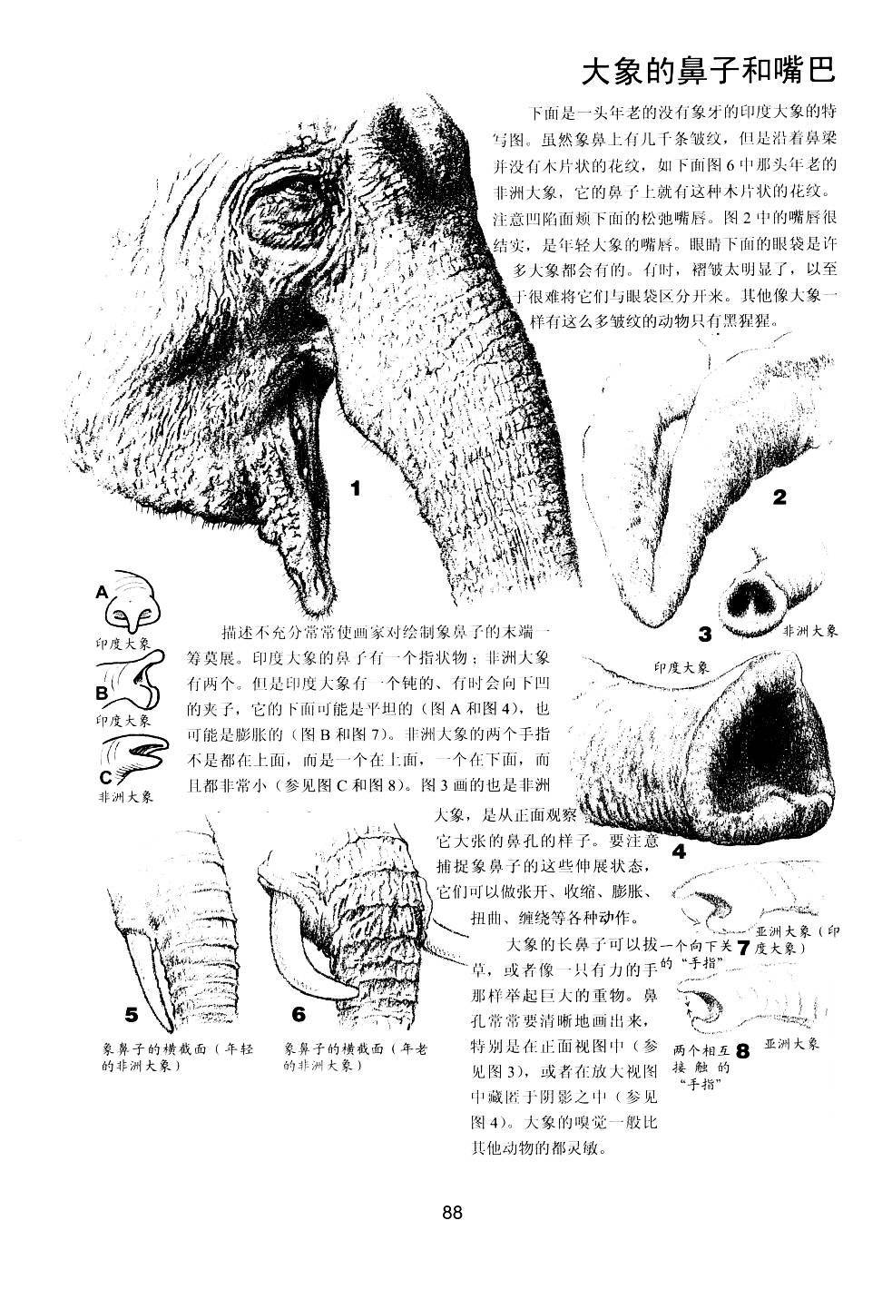 世界绘画经典教程：动物素描-搜狐大视野-搜狐新闻