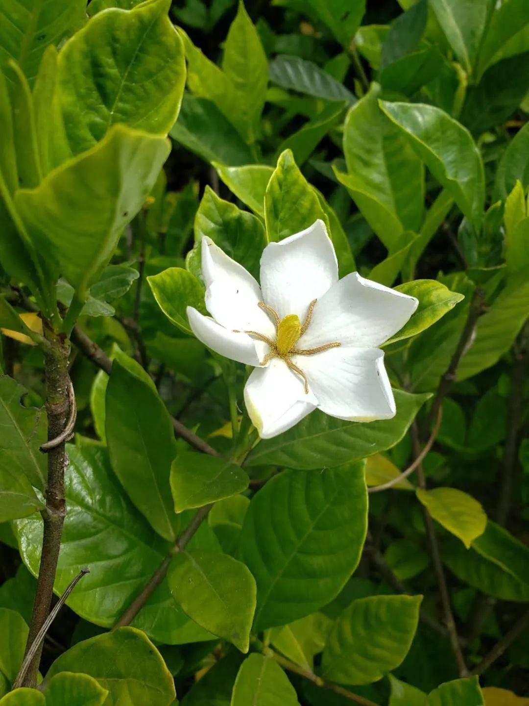栀子花白兰花