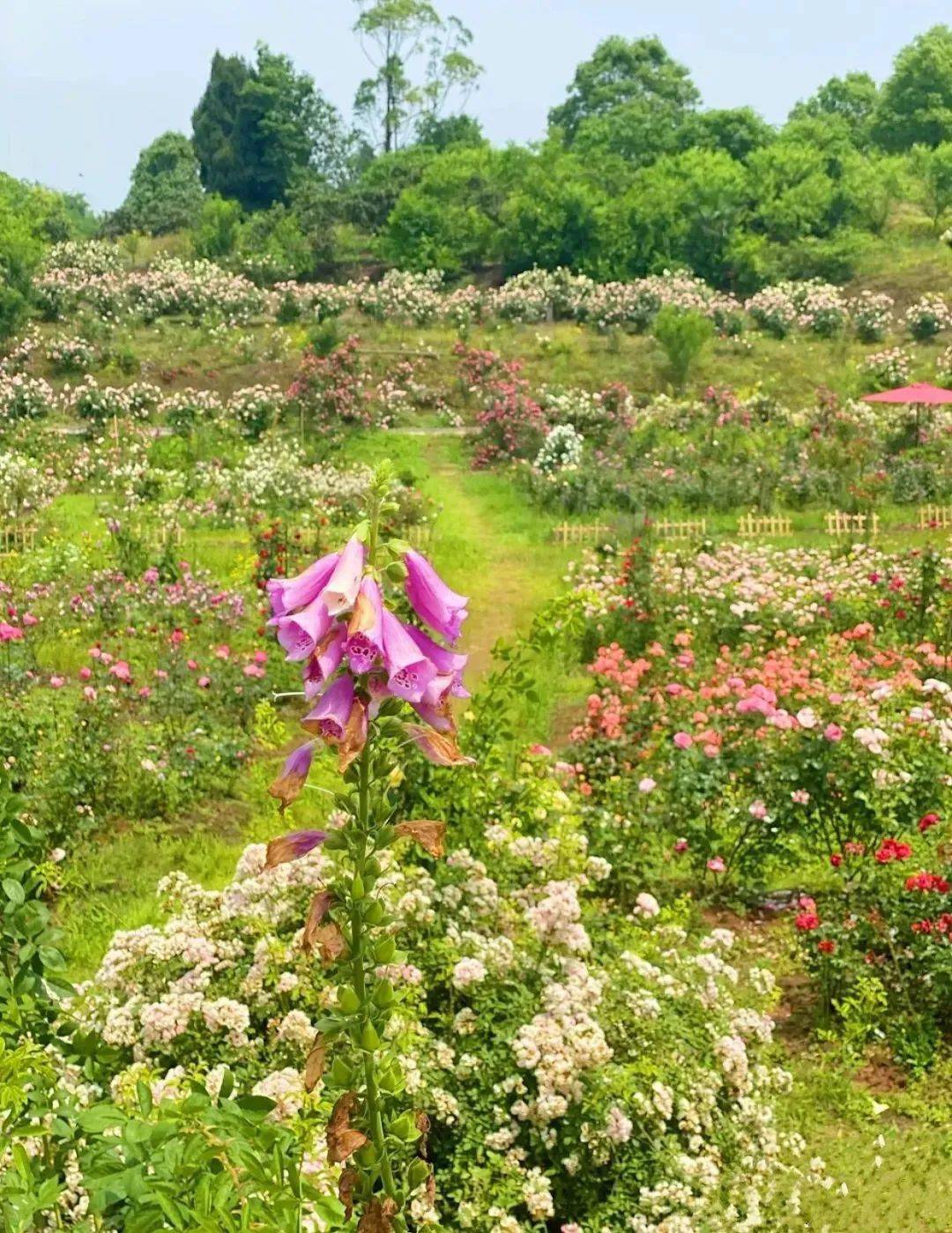 洛莎玫瑰园,心中的莫奈花园- 03 -开放时间:08:30开园,17:00停止入场