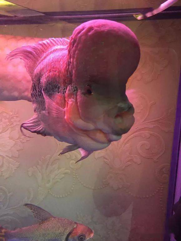 罗汉鱼的嘴巴肿烂了这些鱼友经验或可参考