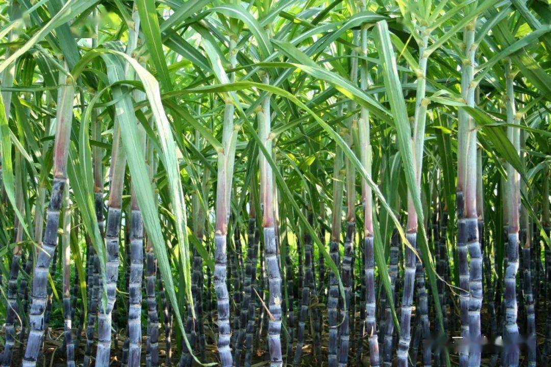 sugar cane 甘蔗