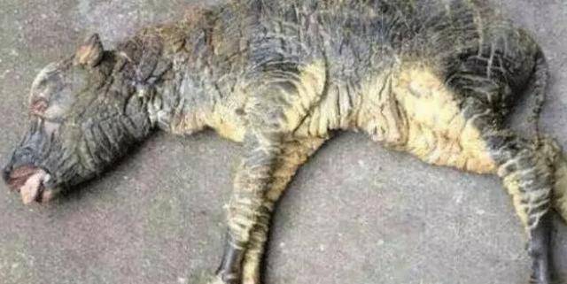 古代有"牛生麒麟猪生象"之说,至今仍存在,到底是怎么一回事?