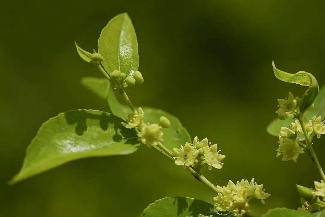 枣树开花多坐果少记住这小配方提高坐果率