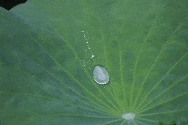 凑近水面看游来游去的小鱼忙着"鱼戏荷叶间"吐出一颗颗小水泡在水面上