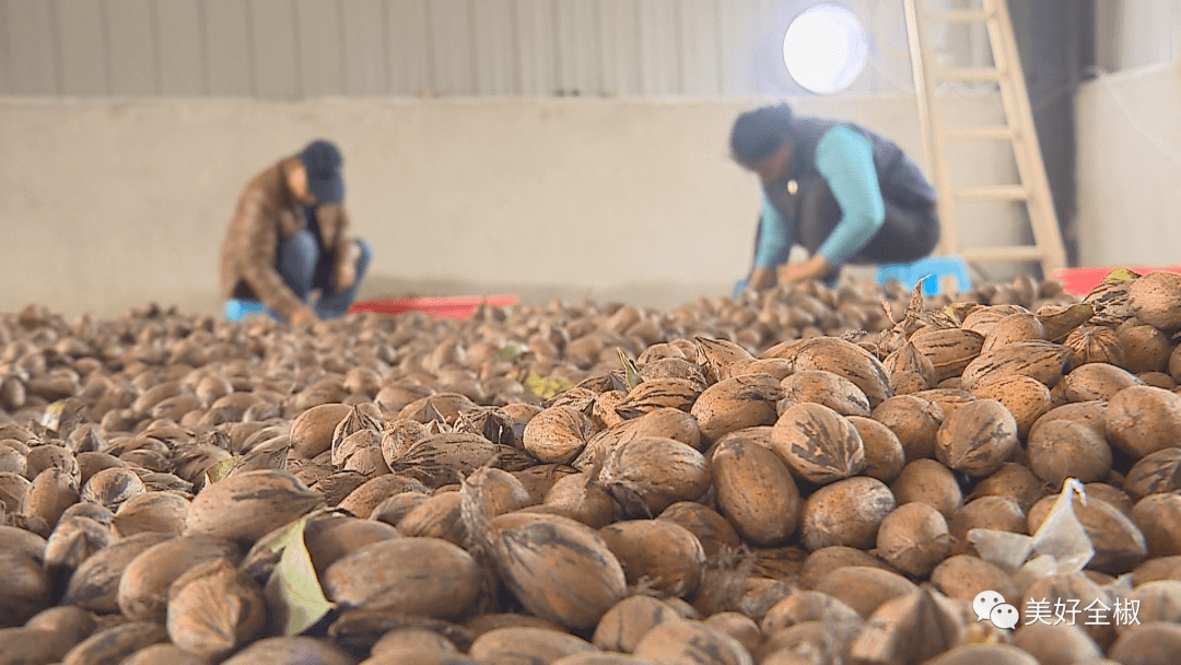 全椒被评为"中国碧根果之都"!