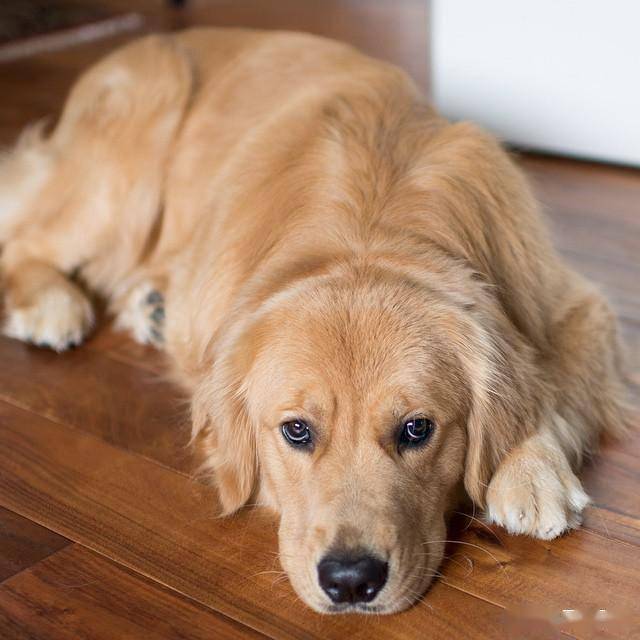 最实诚的宠物狗,最听话的狗狗都是他,金毛你真的了解吗?