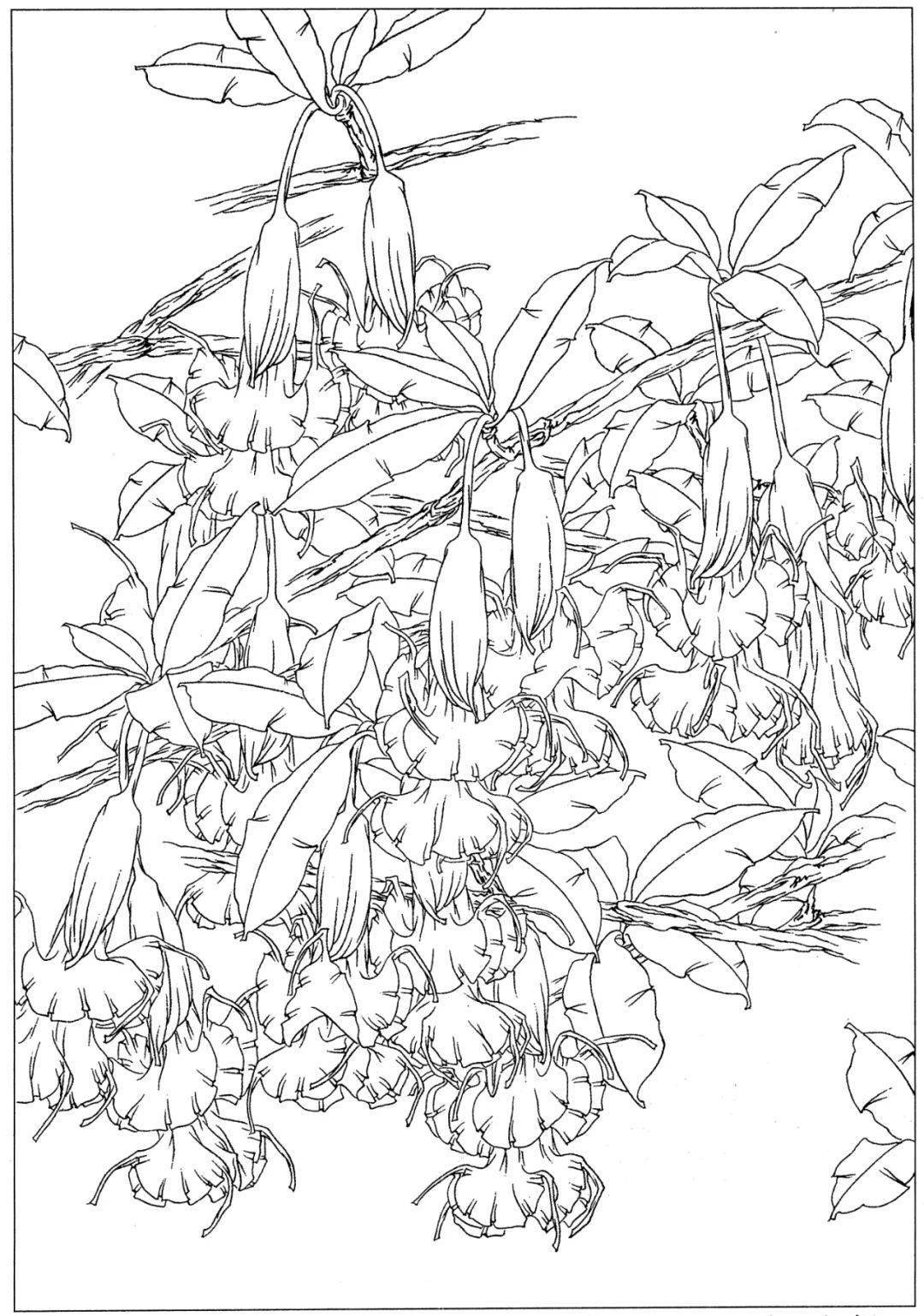 十八副超美的曼陀罗白描素材