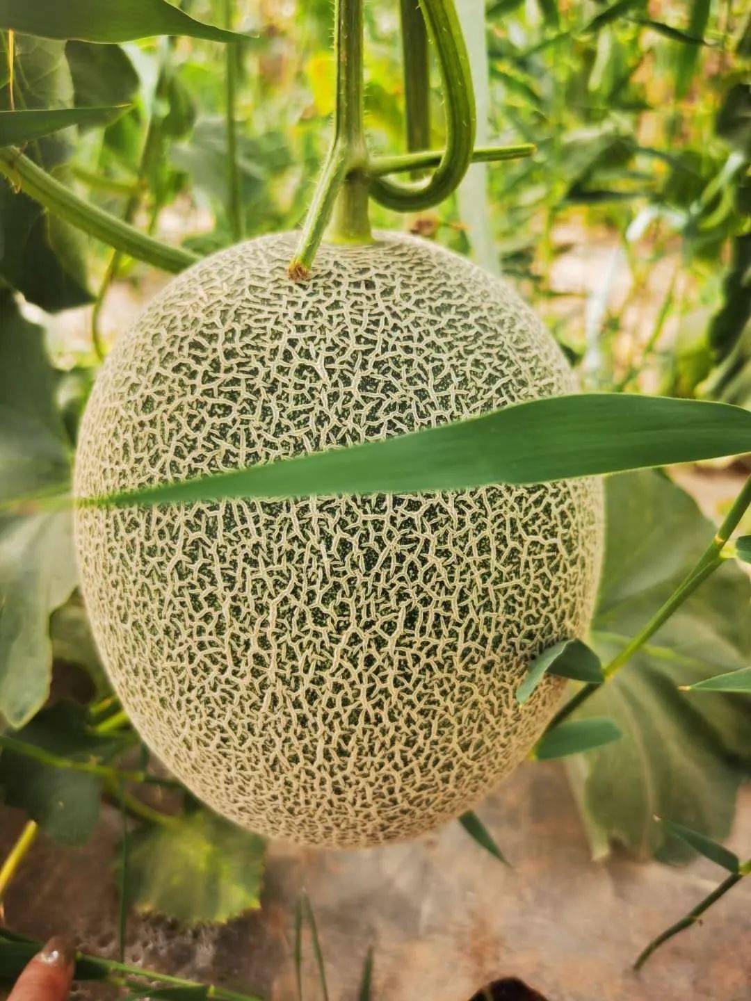 (文中有福利)_哈密瓜